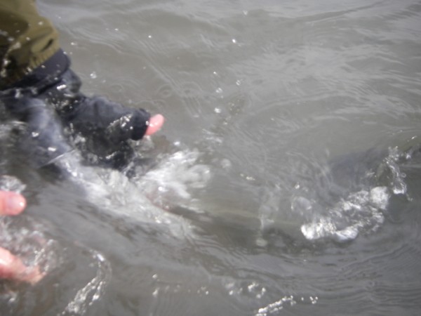 Sauk Skagit Steel (26).jpg Sauk Skagit Steel (26).jpg